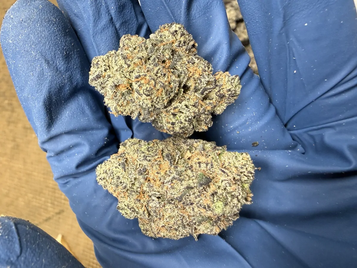 Grape Gas Flower